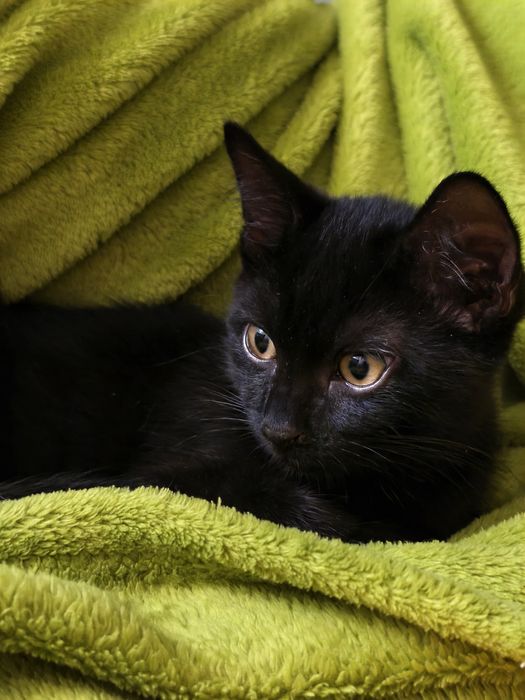 Котята черные, котенок черный в количестве 2 штук