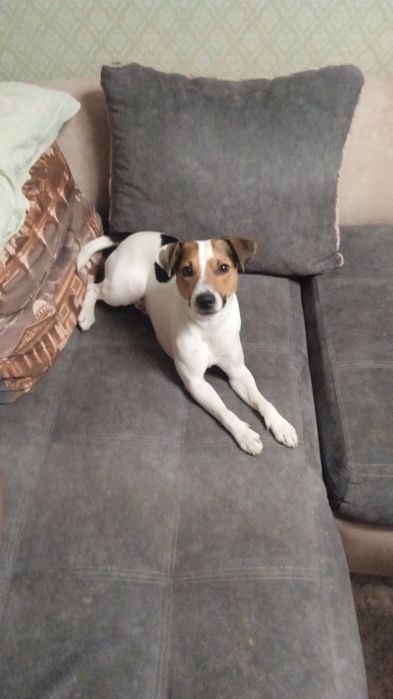 Парсон Джек- Рассел-терьер