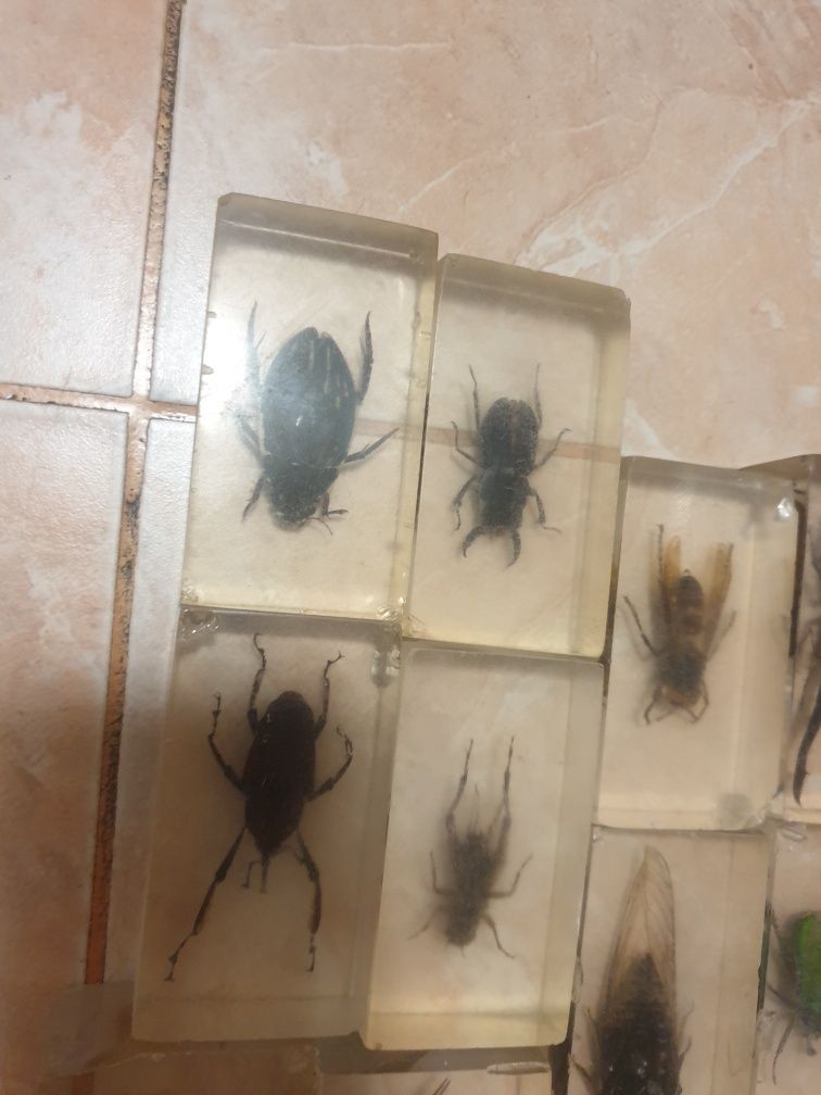 Scorpion și viespie ucigașă gandaci lacuste în plastic