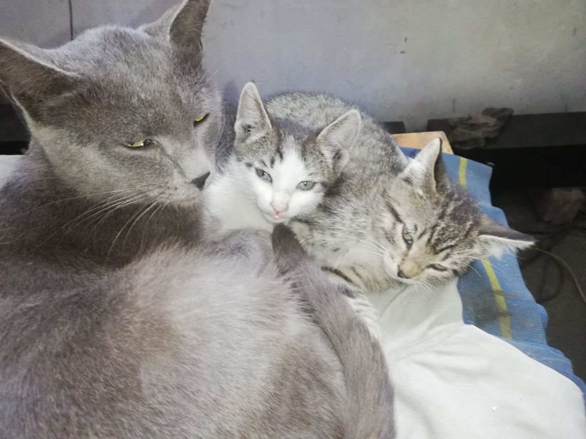 котята 1.5 месяца ищут дом и добрых хозяев