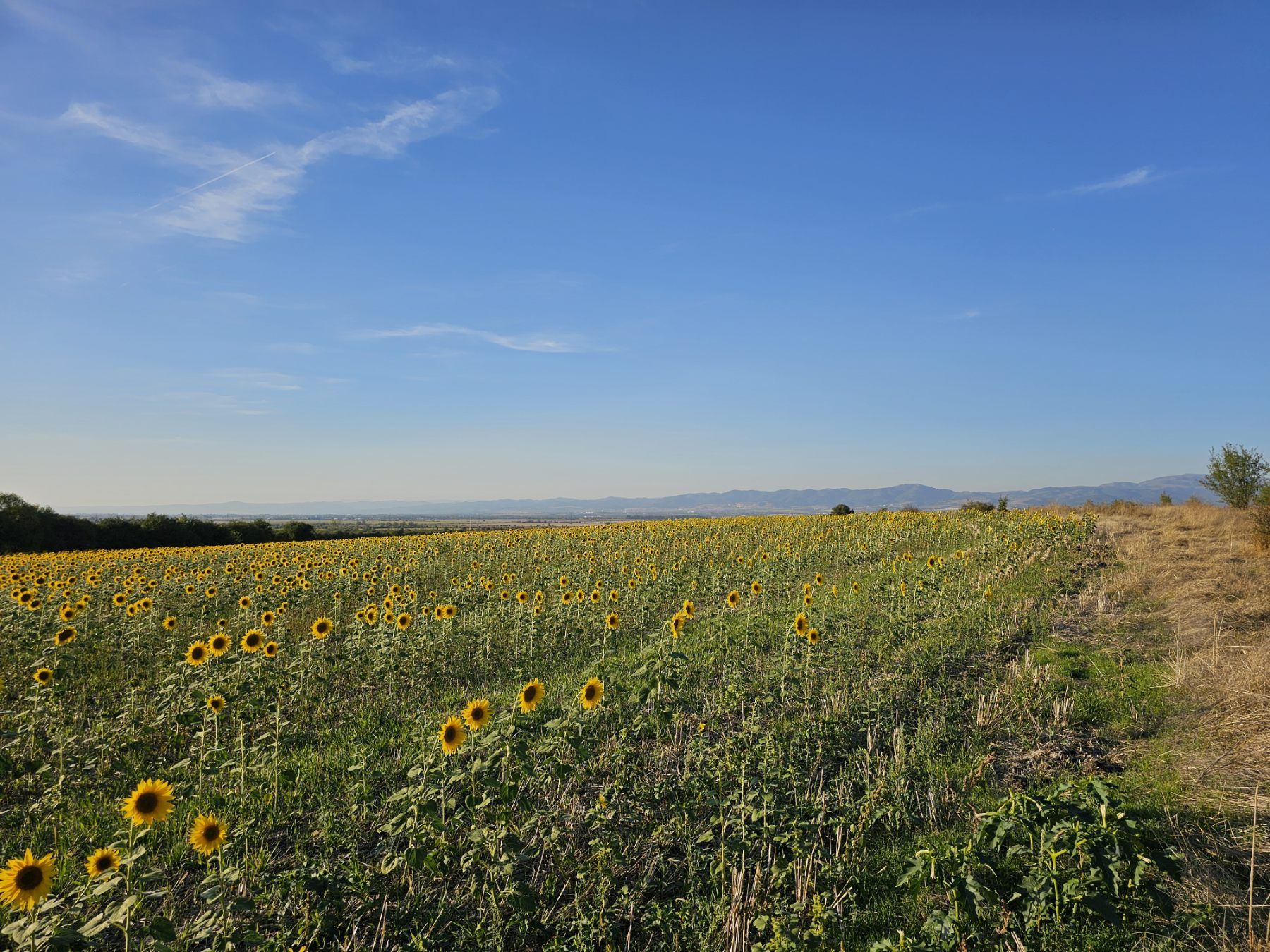 Парцел село Нови Хан, 8232 кв.м.