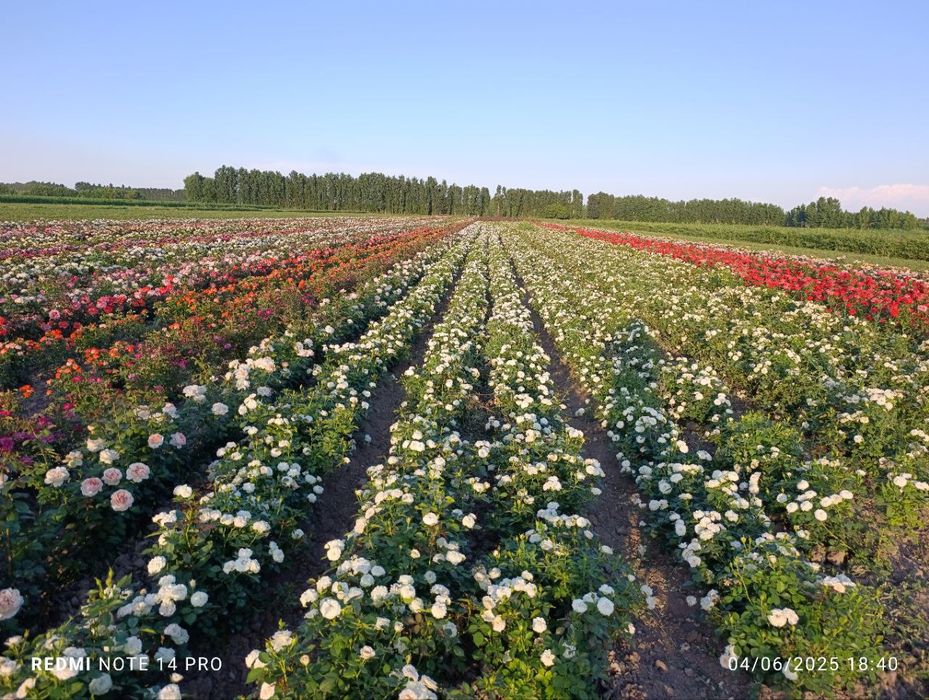 Atirgul sotiladi45 hil so'rti bor