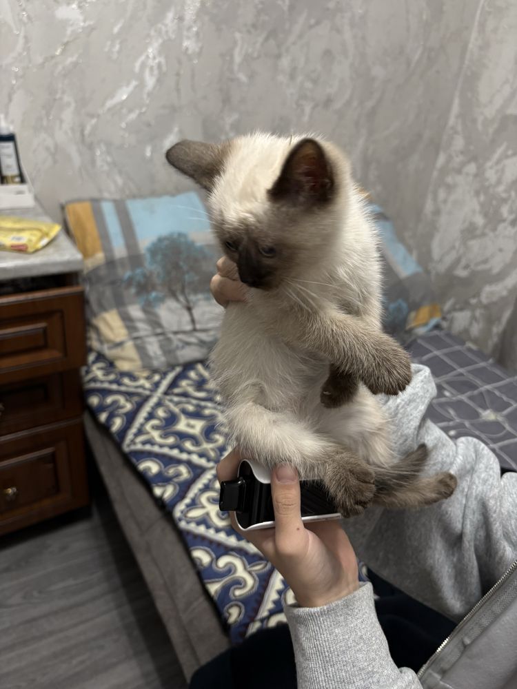 Мысық кошка.      .