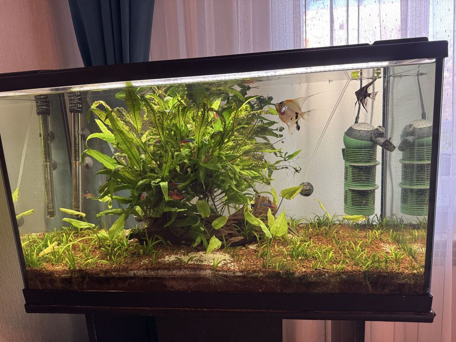 Acvariu EHEIM 126 L + dulap + pompă + plante/pesti – Cluj-Napoca