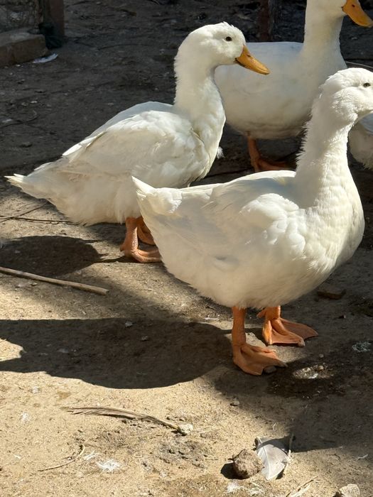 Vand rate macanitoare pekin