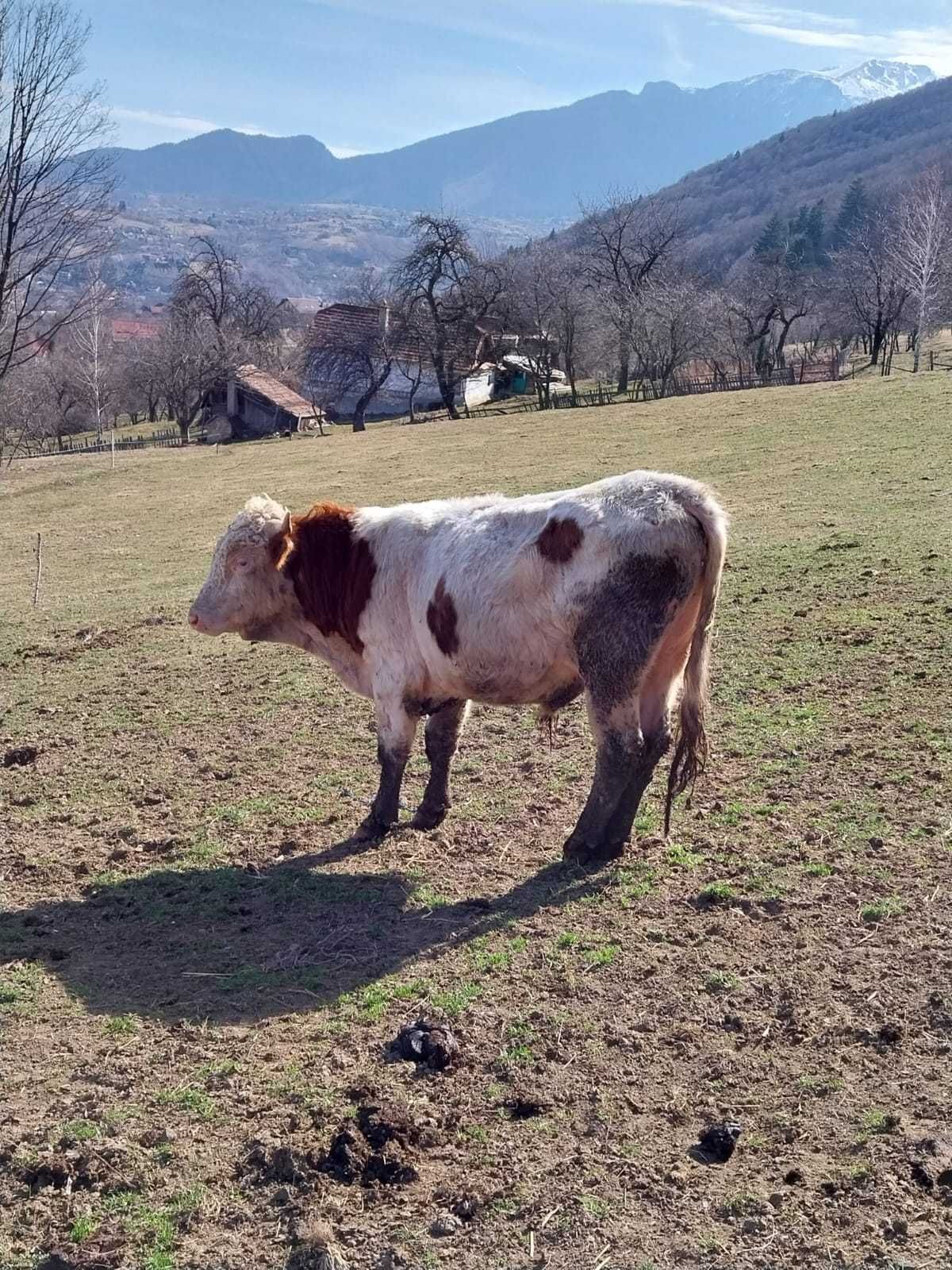 De vânzare  tauri