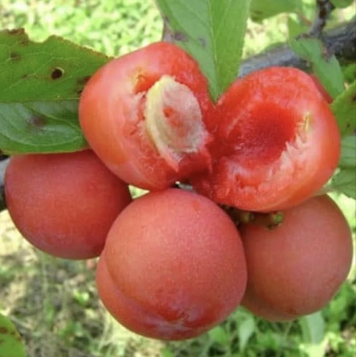 Pomi fructiferi clasici si columnari - calitate si excelenta de 25 ani