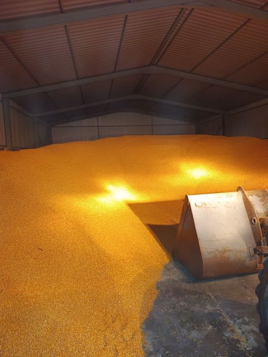 Vând Porumb boabe recolta 2025