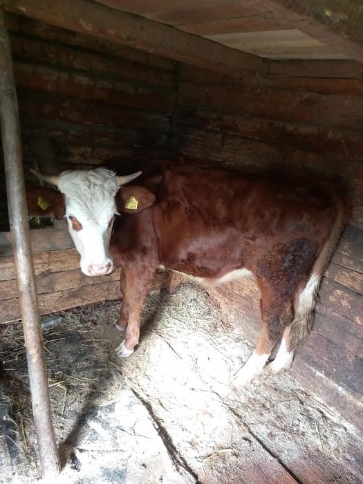 Vand junincă balțată