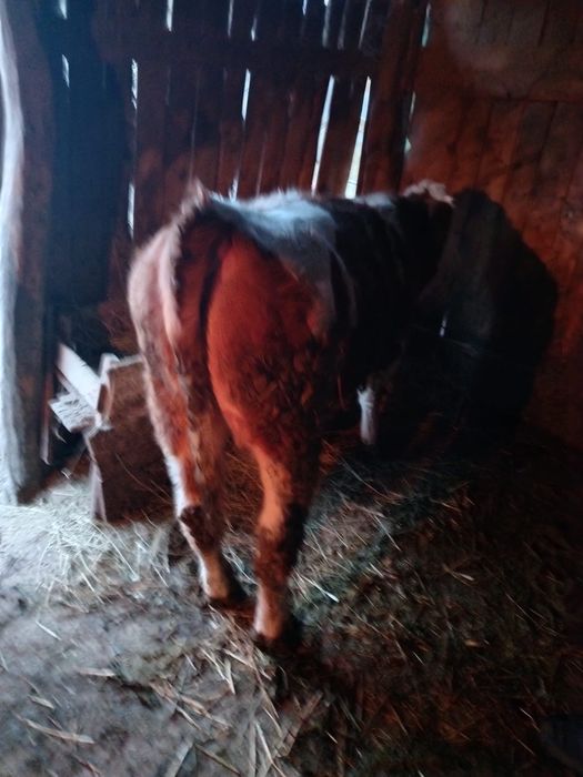 Vand un vitel si o vitea