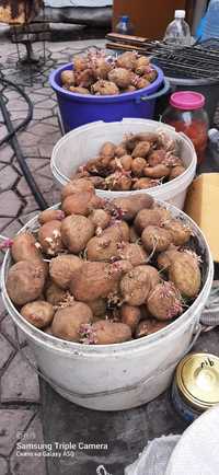 Картошка семенная
