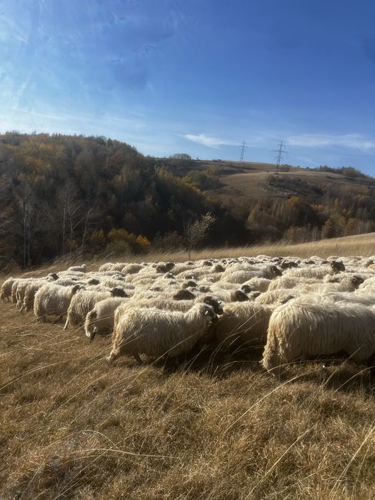 vand 80-100 de oi Poiana Buchin