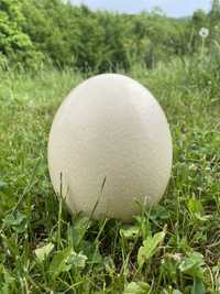 Ouă de struț din ferma proprie !