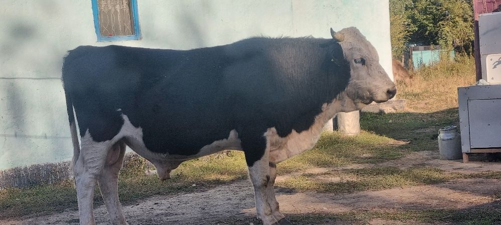 Продам белый голов Алатау