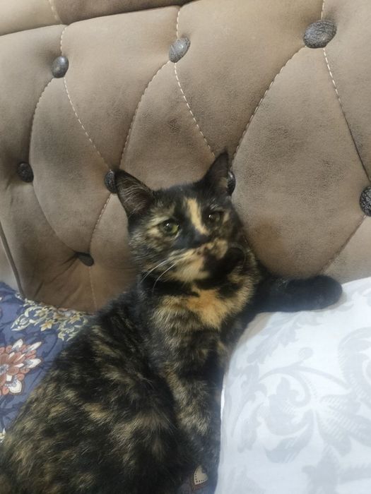 Hadyaga mushuk beriladi