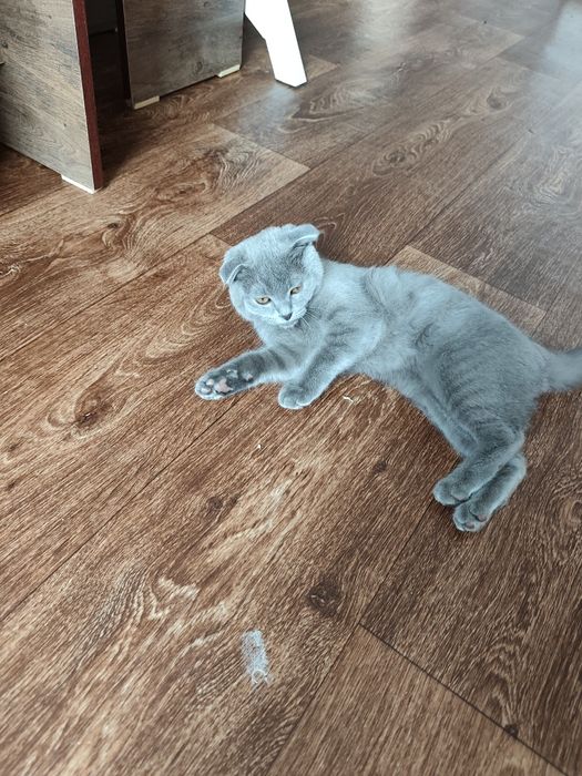 Котенок вислоухий.пепельного цвета