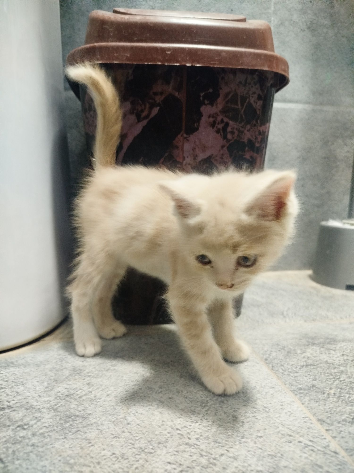 Котёнок чистый красивый шиншила