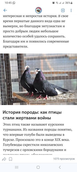 Голуби  самцы Курские