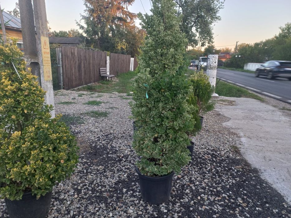 Vând plante ornamentale