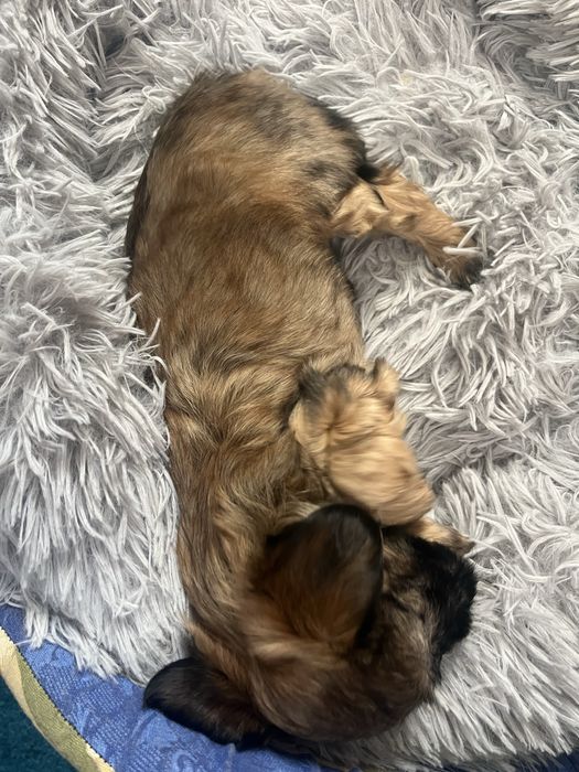 Donez cătel talie mică.