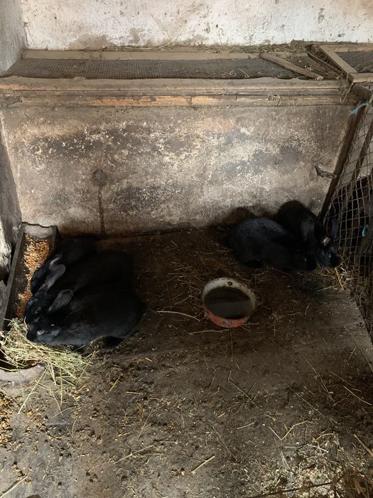 Vand cocosi si iepuri rasa mixta