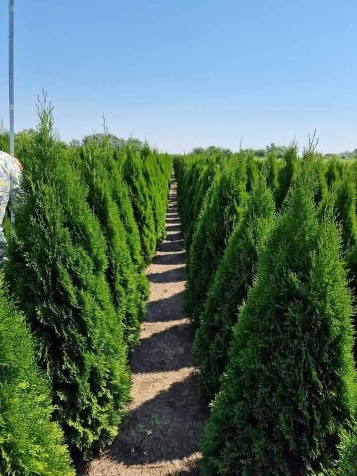 Diferite speci de plante cel mai bun preț livrare în toată țara