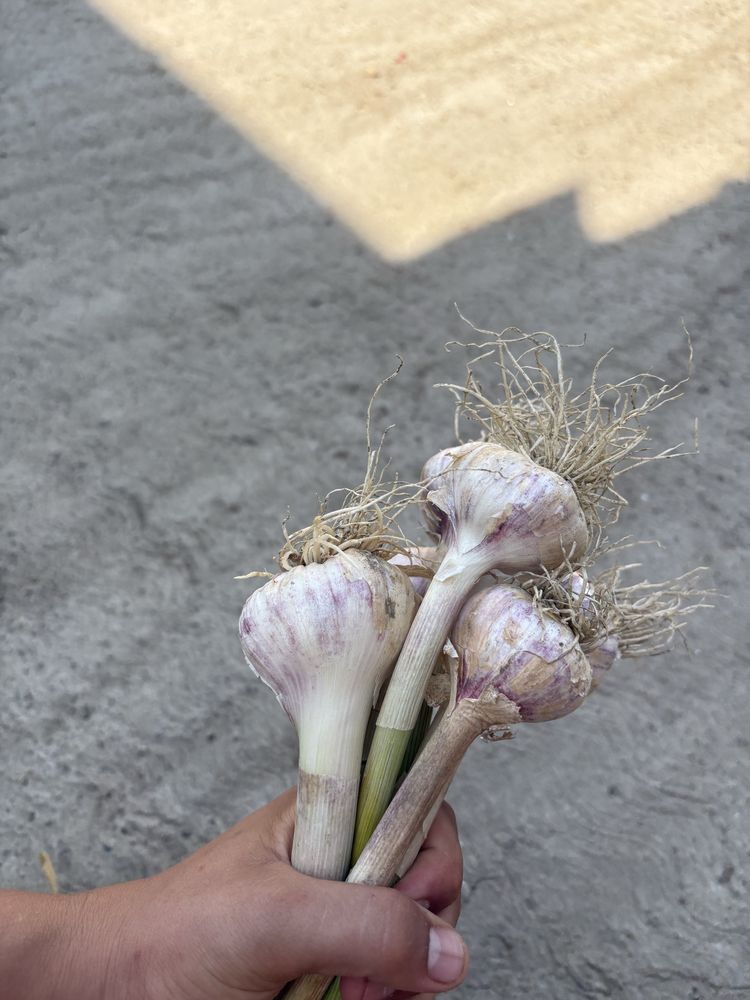 Vand usturoi bio