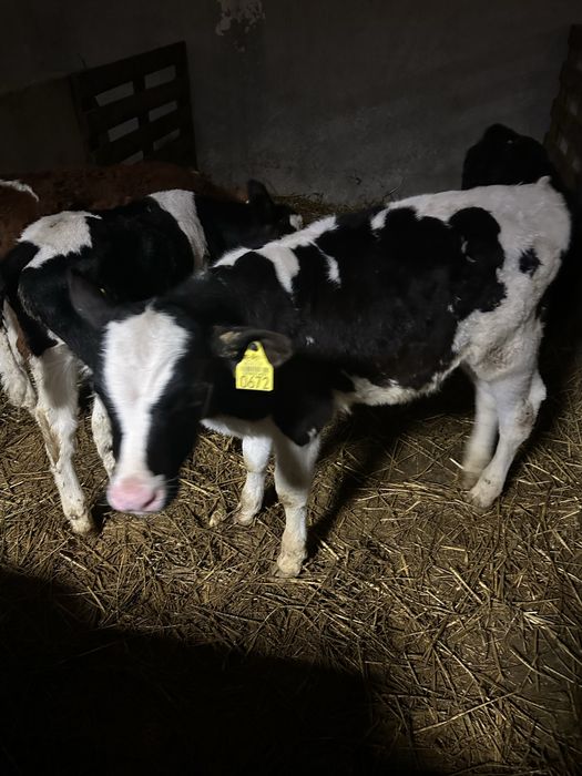 Vand doi taurasi alb cu negru!!