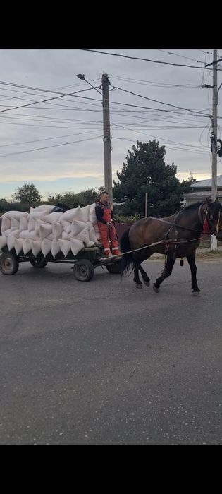 Vând armăsar de 5 ani