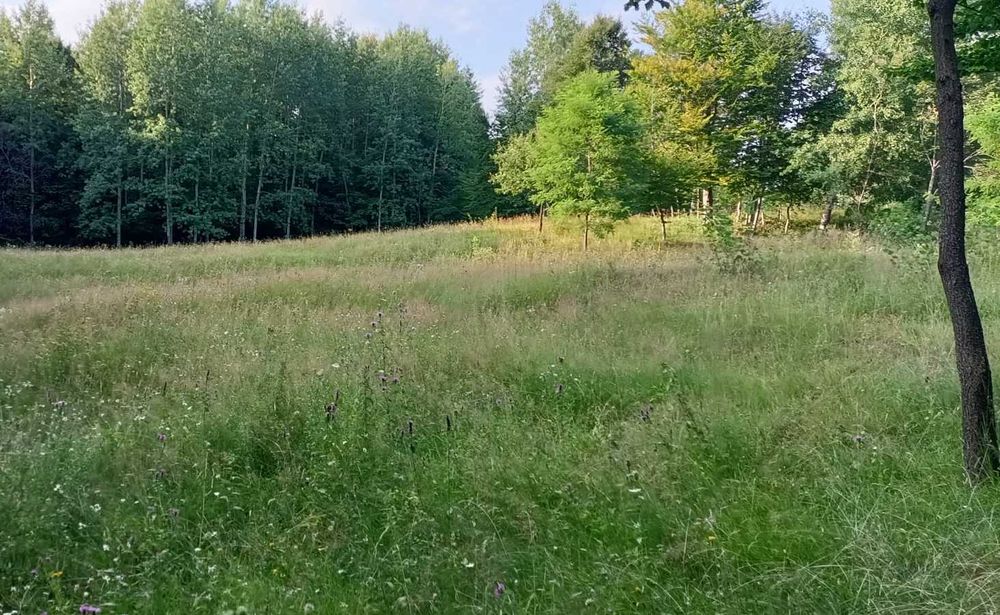 Teren Runcu (Brebu) Dambovita