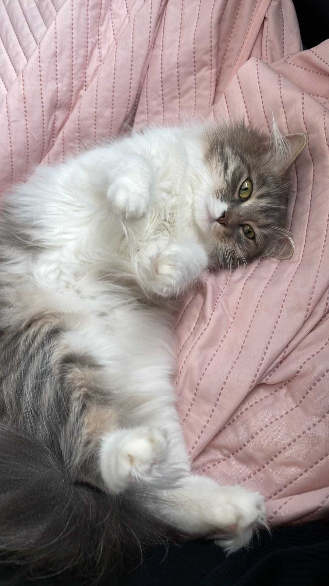 Котки на 7г. и 4г.