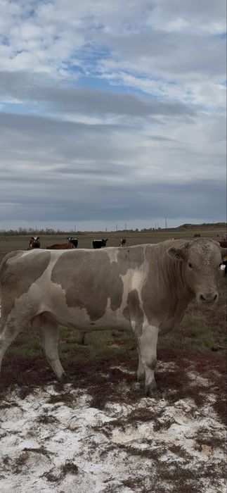 Продам мощного  быка