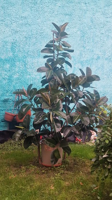 Vindem ficus este exact ca în poza