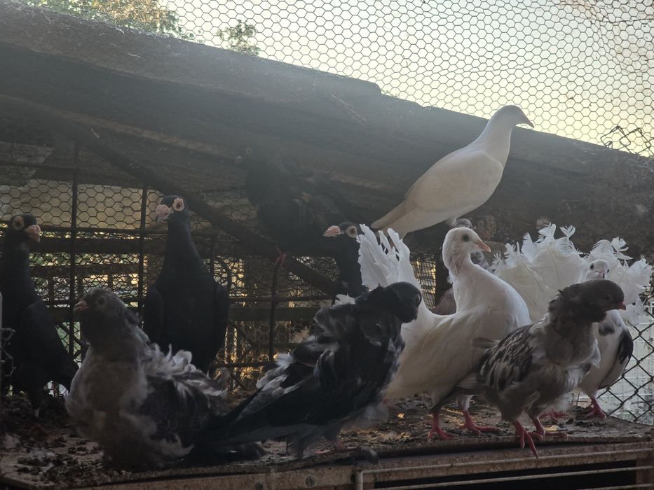 Гълъби - всякакви видове