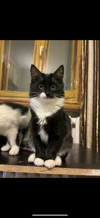 Котята в добрые руки девочки 3 мес