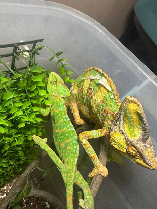 Йеменский хамелеон девочка подробности по телеграмму 9 месяцев