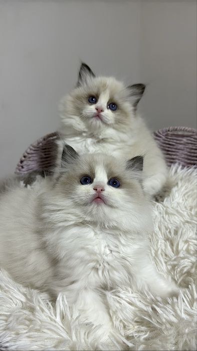 Рэгдолл Regdoll чистокровные!