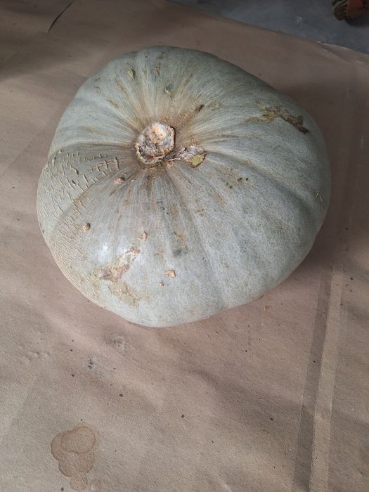 Dovleac de vânzare!