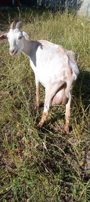 Козы зааненские дойные