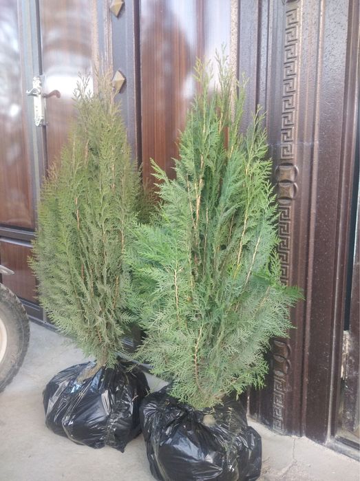 Сосна Арча кучатлари сотилади