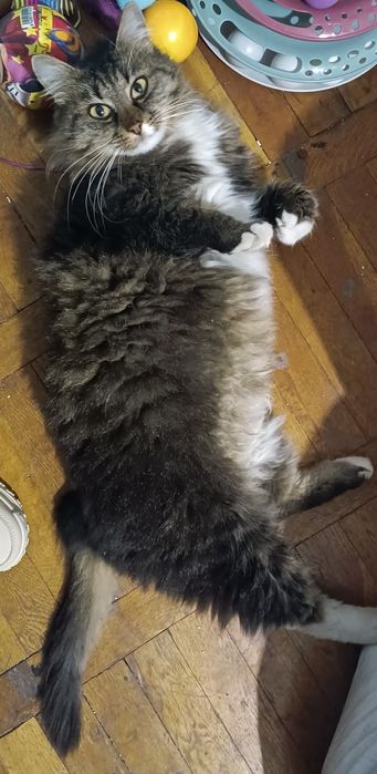 Подарявам дългокосместа женска котка на 1 г.