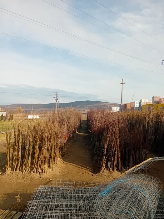 Vand pomi fructiferi