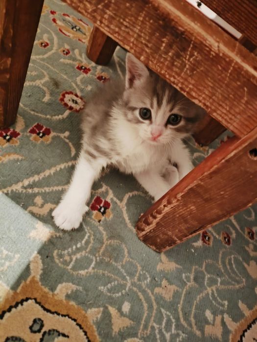 Ищем дом милым котятам