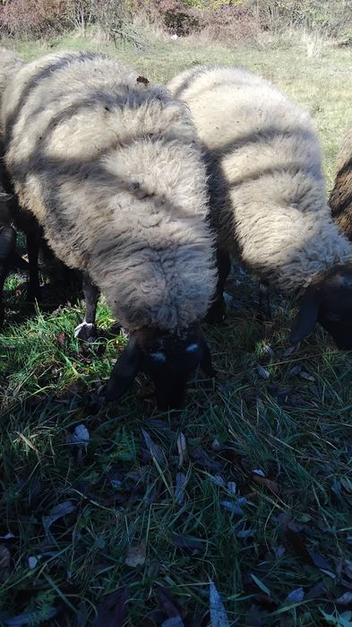 Miele carabase de vanzare