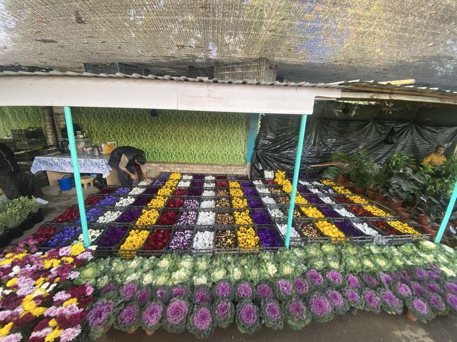 Mavsumiy gullar viola karam