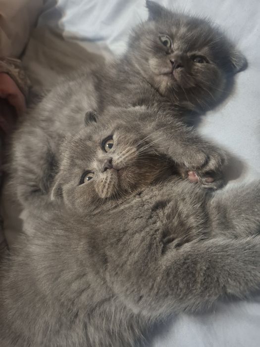 Продается котята фолд