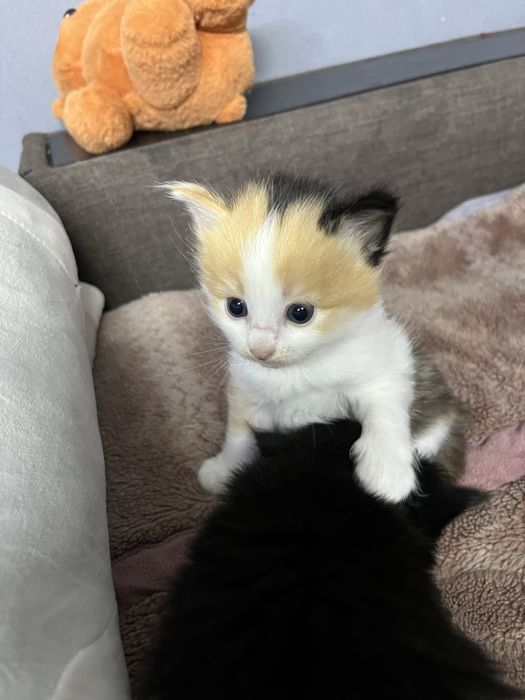 Отдам котят в добрые руки