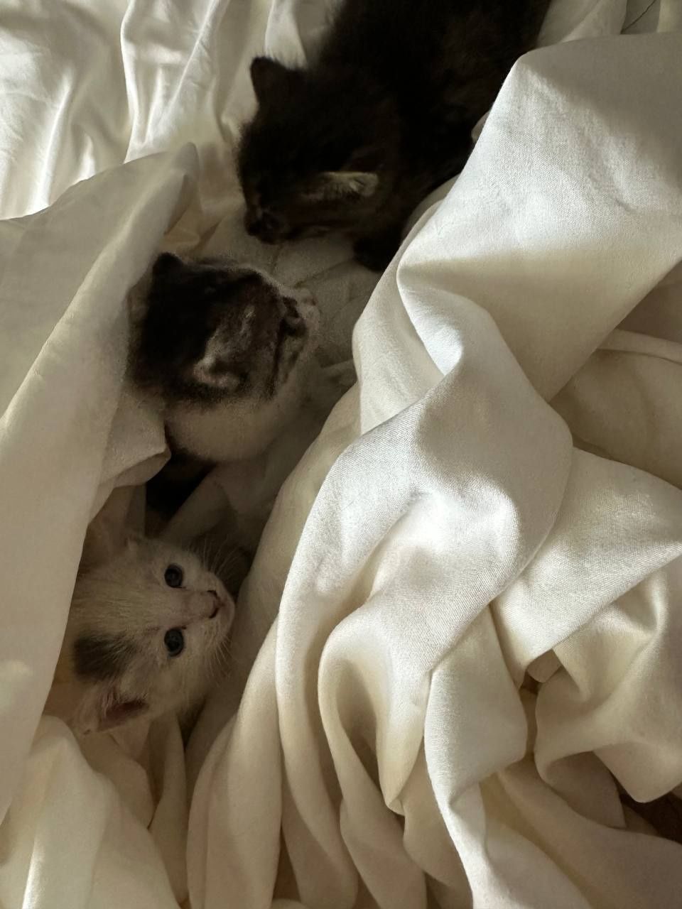 отдадим котят в хорошие руки