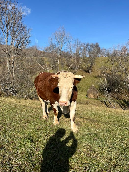 Vând boi sau schimb cu junci învățați la jug