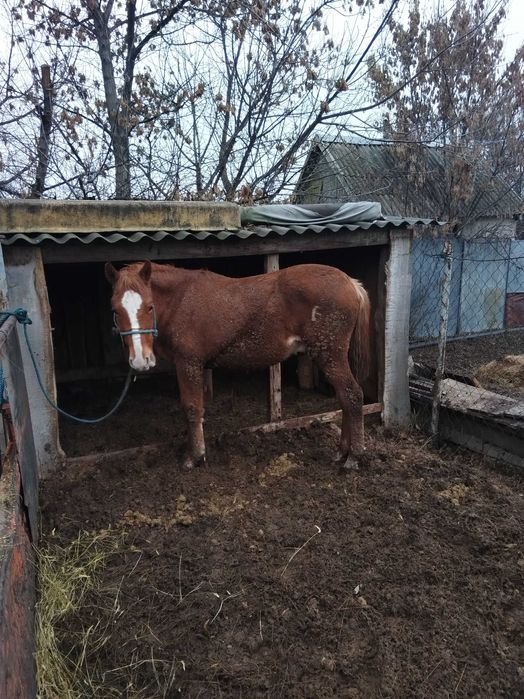 Жылкы сатылады откормда